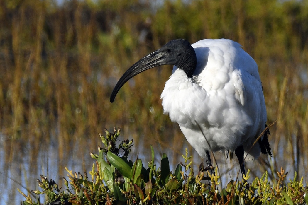 Ibis sacré
